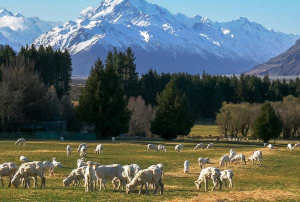 Shorn sheep in New Zealand